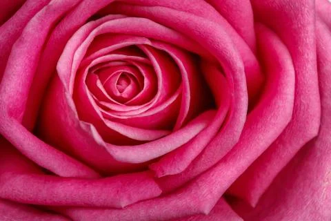 Pink rose close-up as background Stock Photos