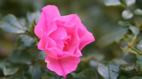 Pink Rose close up Stock-Footage 564802