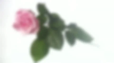 A pink rose, close-up Stock Footage 11287323