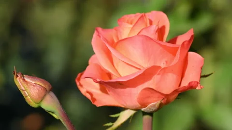 Pink rose close-up Stock Footage 95360805