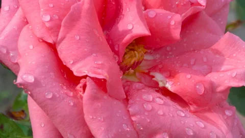 Pink rose close up Stock Footage 139918398