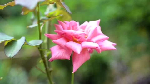 Pink rose, close up Stock Footage 158410595