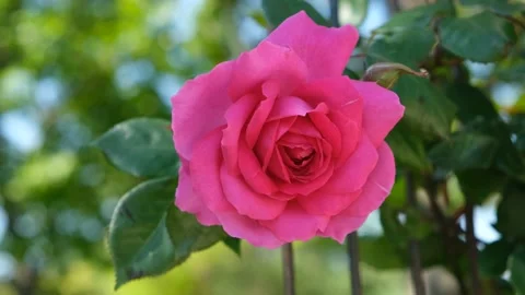 Pink rose close-up. Stock Footage 196919820