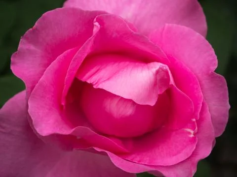 Pink rose up close at the garden	 Stock Photos