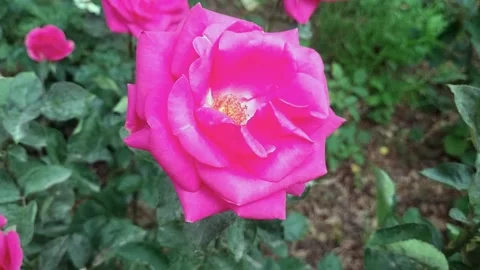 Pink Rose Close-Up Outdoors Stock Footage 280597375