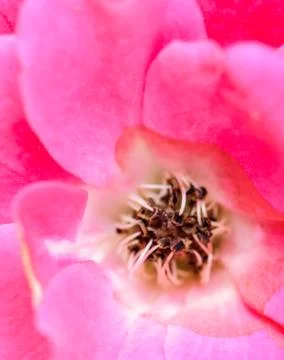 Pink rose close-up Stock Photos