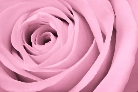 Pink rose close up Stock Photos