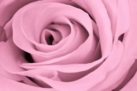 Pink rose close up Stock Photos