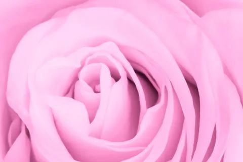 Pink rose close up Stock Photos