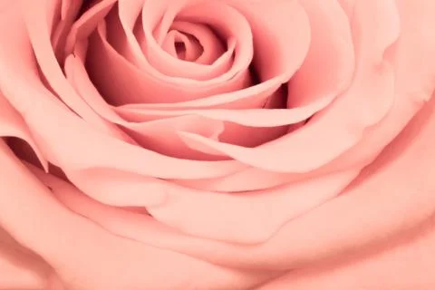 Pink rose close up Stock Photos