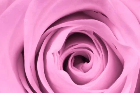 Pink rose close up Stock Photos
