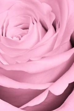 Pink rose close up Stock Photos