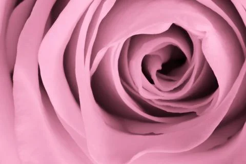 Pink rose close up Stock Photos