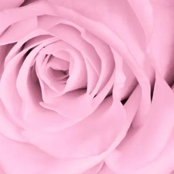 Pink rose close up Stock Photos