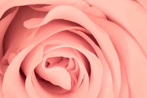 Pink rose close up Stock Photos