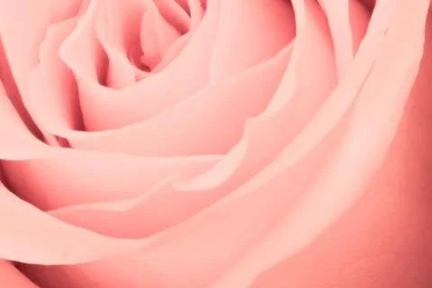 Pink rose close up Stock Photos