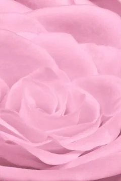 Pink rose close up Stock Photos