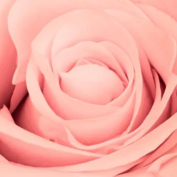 Pink rose close up Stock Photos