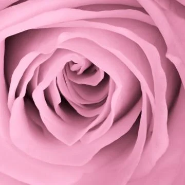 Pink rose close up Stock Photos
