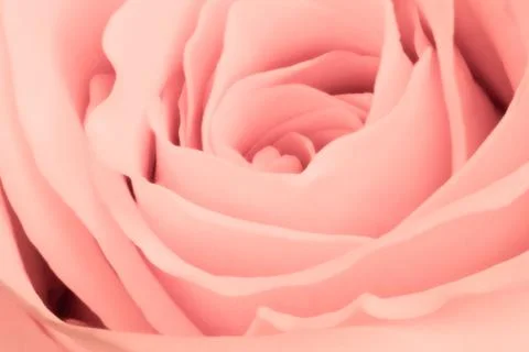 Pink rose close up Stock Photos