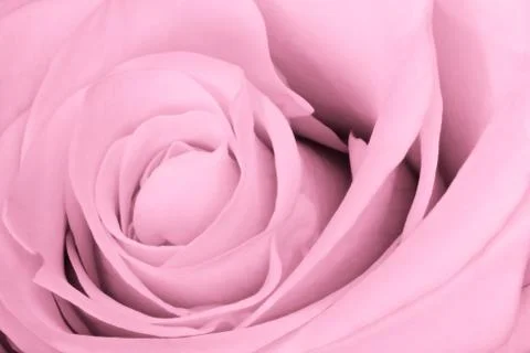 Pink rose close up Stock Photos