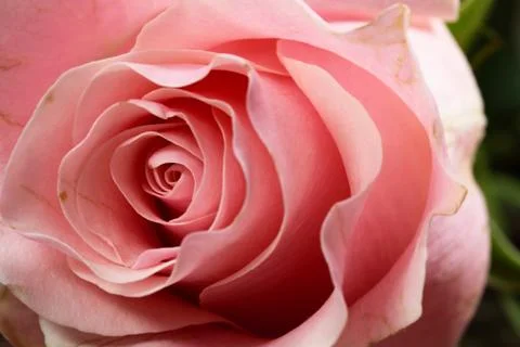 Pink rose close up Stock Photos