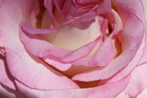 Pink rose close Stock Photos