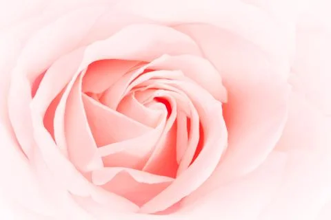 Pink rose close up Foto stock