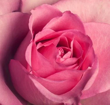 Pink rose close up Stock Photos