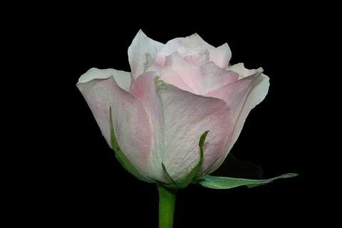 Pink rose close up Foto stock