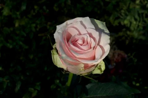 Pink rose close up Foto stock