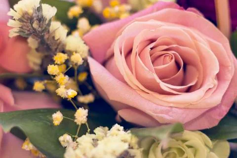 A pink rose in a close up Stock Photos
