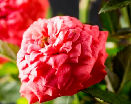 Pink rose in close up Stock Photos