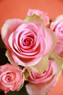 Pink rose close up Stock Photos