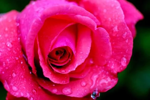 Pink Rose Close up Stock Photos