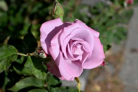 Pink  rose close-up Stock Photos