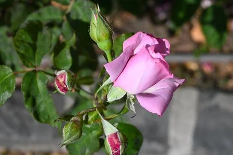 Pink  rose close-up Fotos Stock