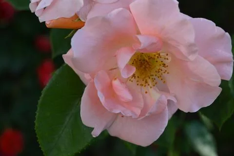 Pink  rose close-up Stock Photos