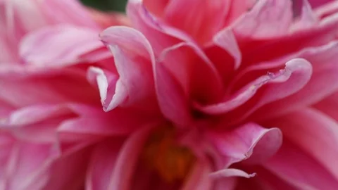 Pink Rose Closeup 4K 스톡 동영상 108370512