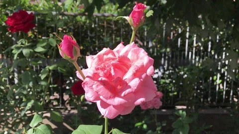 Pink Rose Closeup 動画素材 91791940