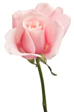 Pink rose closeup isolated Stock Photos