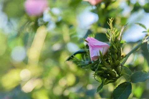 Pink rose closeup Stock Photos