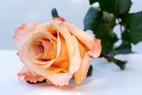 Pink Rose Closeup Stock Photos