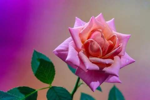 Pink rose on a colored background with raindrops on the petals Stock Photos