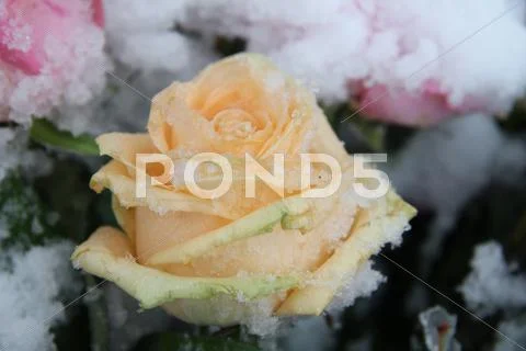 Pink rose, covered in snowflakes Stock Photos