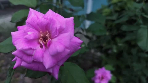 Pink rose dancing Video stock 220321271