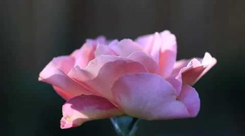 Pink rose with dark background Stock Footage 65796437