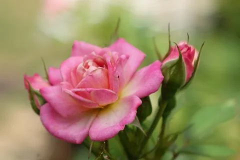 Pink Rose daytime Stock Photos