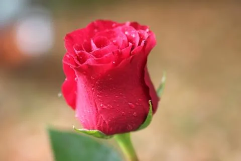 Pink rose with dew drops Stock Photos