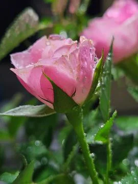 Pink Rose with Dew Drops Stock Photos